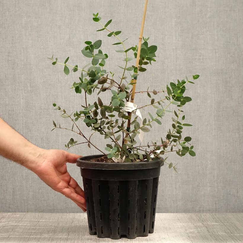 Esemplare di Eucalyptus coccifera Mt Field - Eucalipto Vaso da 4L/5L consegnato in estate