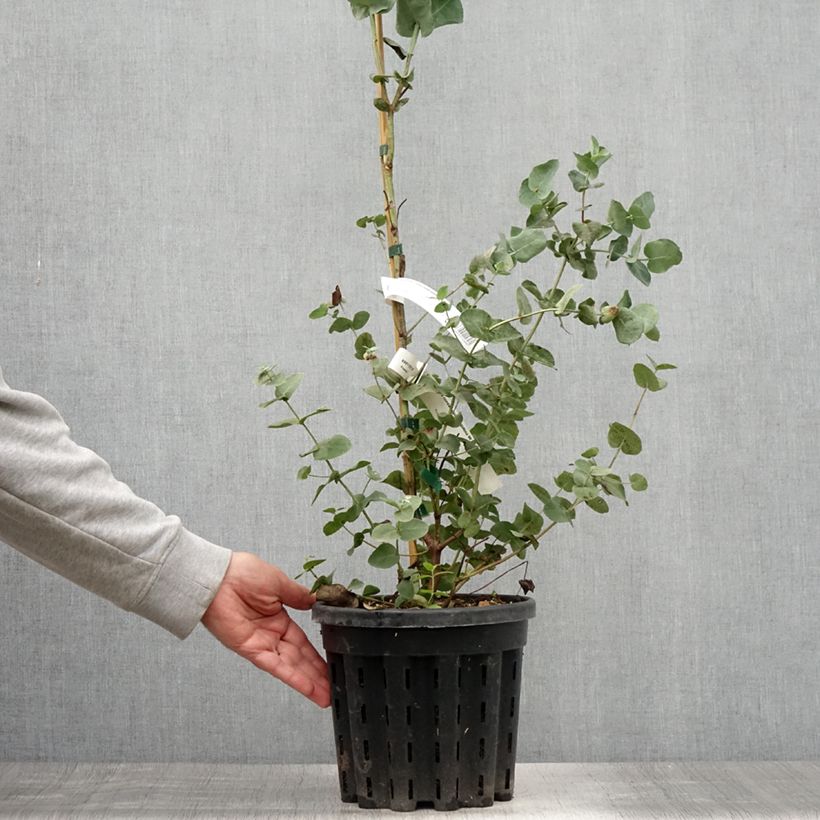 Esemplare di Eucalyptus cordata subsp quadrangulosa - Eucalipto Vaso da 4L/5L consegnato in estate