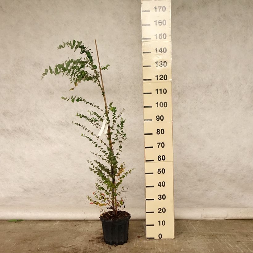 Esemplare di Eucalyptus crenulata - Eucalipto Vaso da 4L/5L consegnato in estate