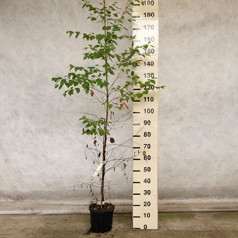 Esemplare di Eucalyptus deanei - Eucalipto Vaso da 4L/5L come consegnato in autunno