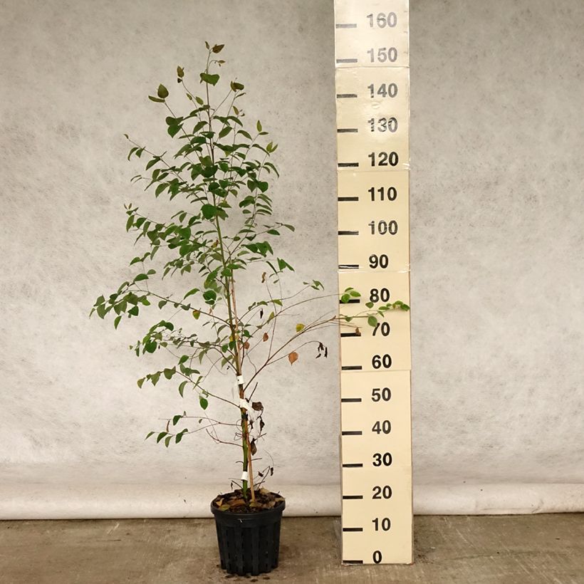 Esemplare di Eucalyptus deanei - Eucalipto Vaso da 4L/5L consegnato in estate