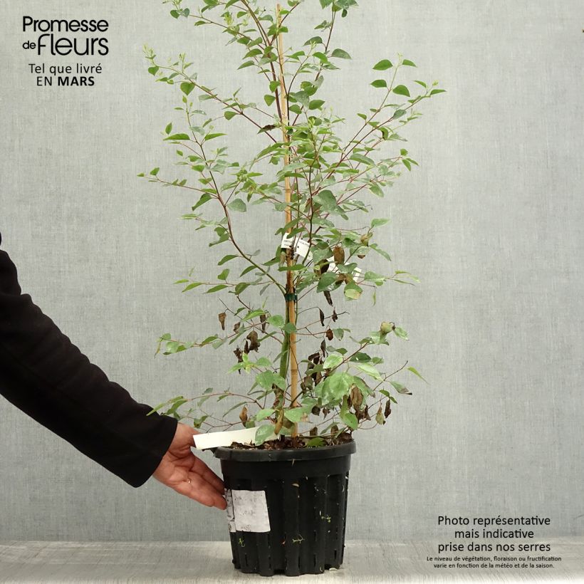 Eucalyptus deanei - Eucalipto Vaso da 4L/5LAltezza consegnata circa 40/60cm esemplare consegnato in primavera