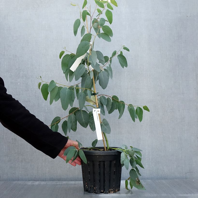 Esemplare di Eucalyptus delegatensis subsp. tasmaniensi - Eucalipto Vaso da 4L/5L come consegnato in autunno