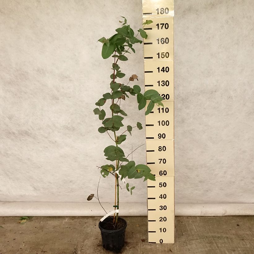 Esemplare di Eucalyptus elliptica - Eucalipto Vaso da 4L/5L consegnato in estate