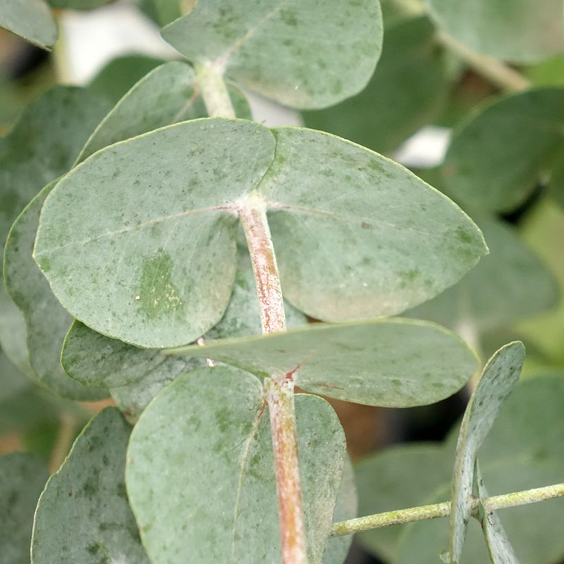 Eucalyptus glaucescens Guthega - Eucalipto (Fogliame)
