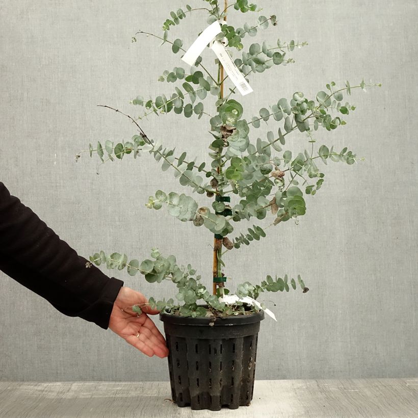Esemplare di Eucalyptus glaucescens Guthega - Eucalipto Vaso da 4L/5L come consegnato in autunno