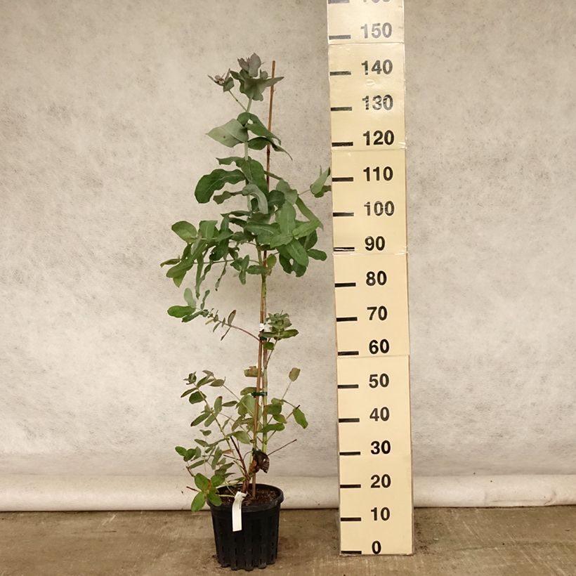 Esemplare di Eucalyptus globulus subsp. bicostata - Eucalipto Vaso da 4L/5L consegnato in estate