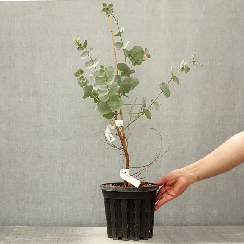 Esemplare di Eucalyptus goniocalyx Dwarf form - Eucalipto Vaso da 4L/5L consegnato in estate