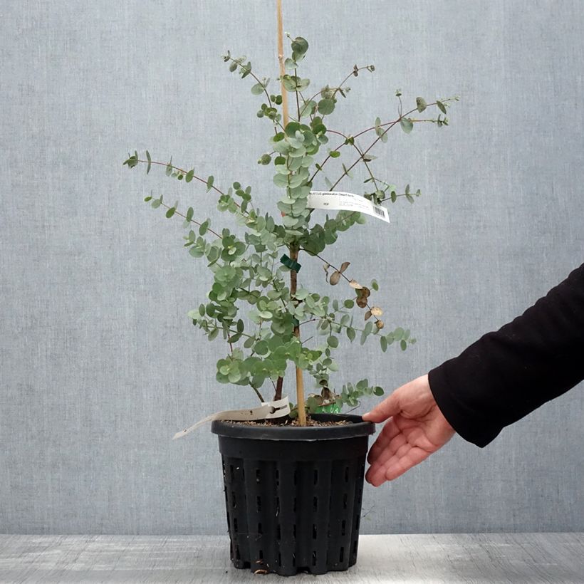 Eucalyptus goniocalyx Dwarf form - Eucalipto Vaso da 4L/5LAltezza consegnata circa 20/30cm esemplare consegnato in primavera