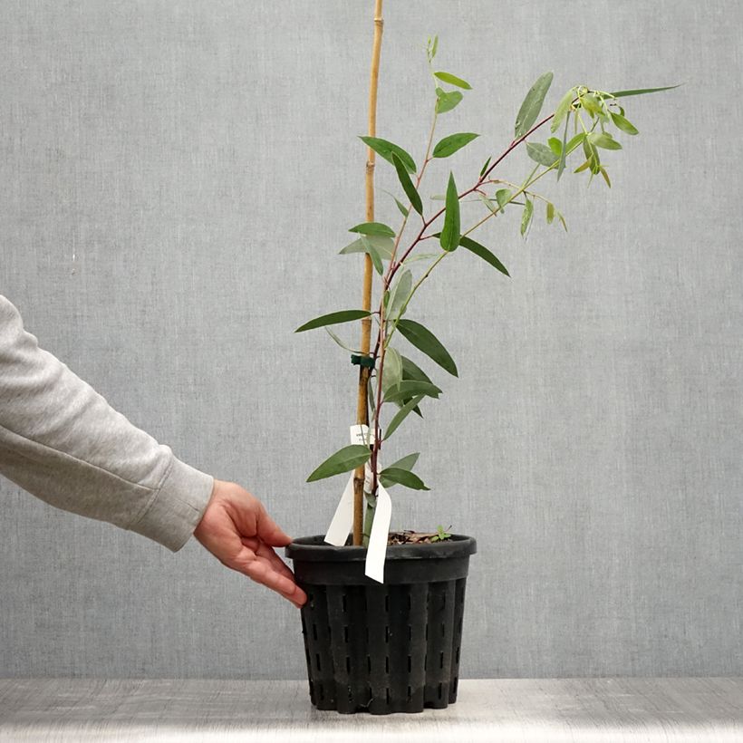 Esemplare di Eucalyptus gregsoniana - Eucalipto Vaso da 3L/4L consegnato in estate