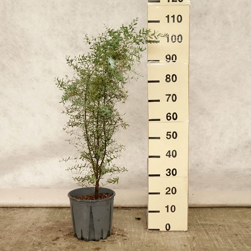 Esemplare di Eucalyptus gunnii France Bleu Rengun - Eucalipto Vaso da 7,5L/10L consegnato in estate