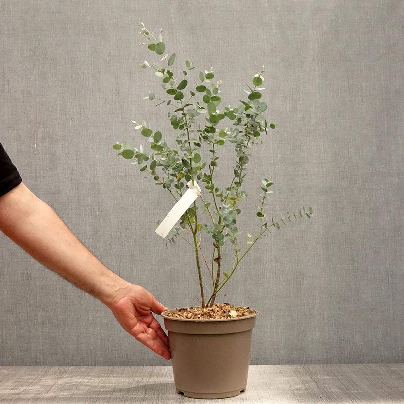 Esemplare di Eucalyptus gunnii Silverana - Eucalipto Vaso da 1,5L/2L consegnato in estate