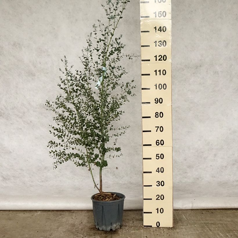 Esemplare di Eucalyptus gunnii Silverana - Eucalipto Vaso da 4L/5L consegnato in estate