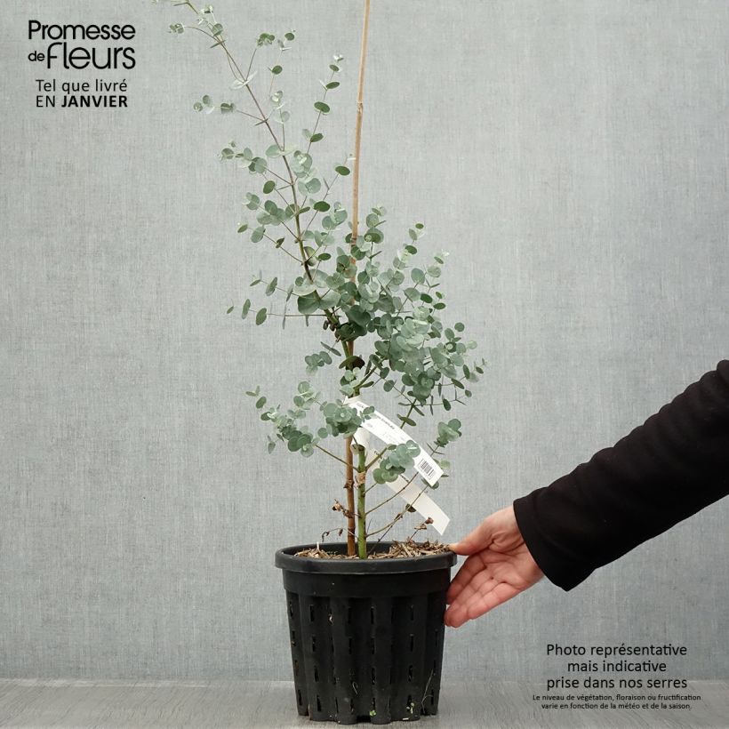 Eucalyptus gunnii subsp divaricata - Eucalipto Vaso da 4L/5L esemplare consegnato in inverno