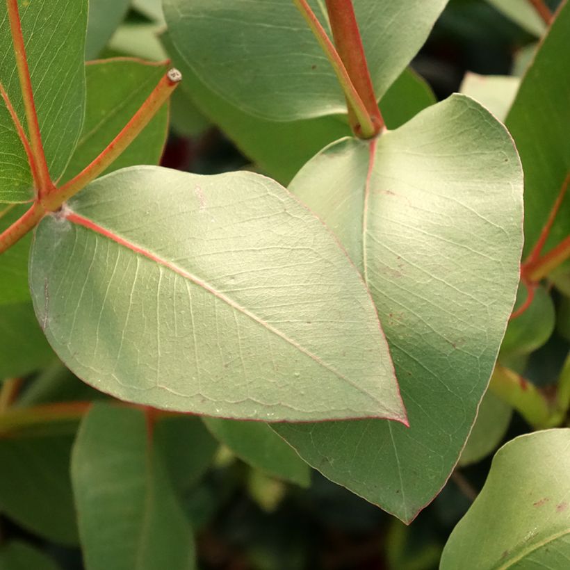Eucalyptus gunnii subsp divaricata - Eucalipto (Fogliame)