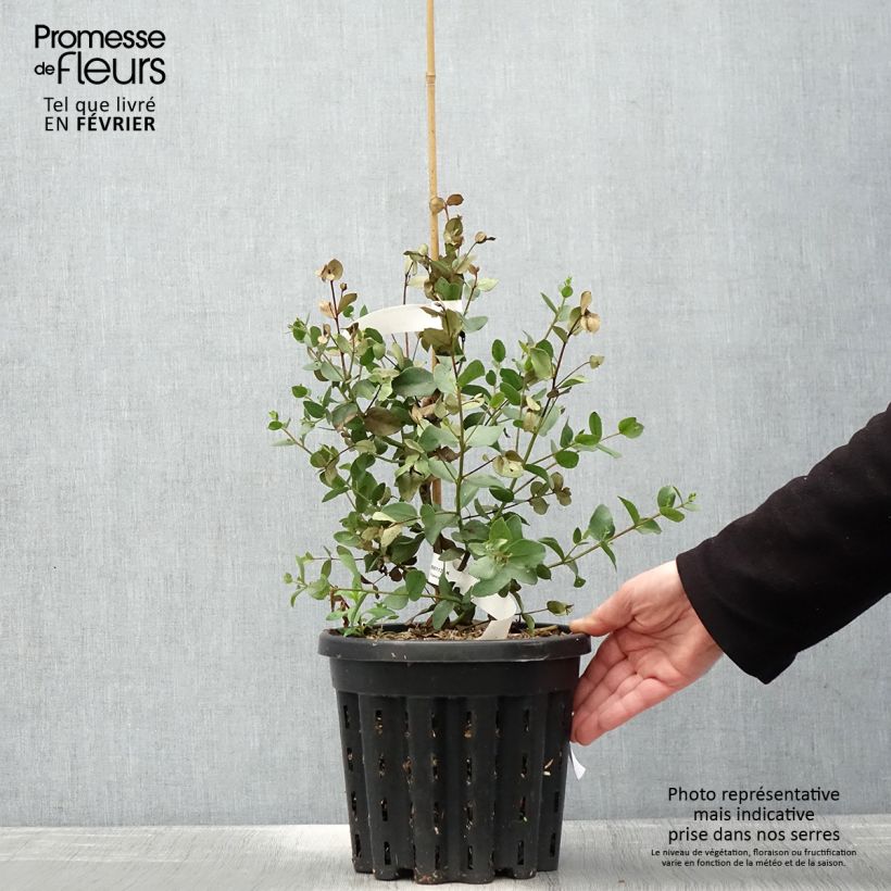 Eucalyptus johnstonii - Eucalipto Vaso da 4L/5L esemplare consegnato in inverno