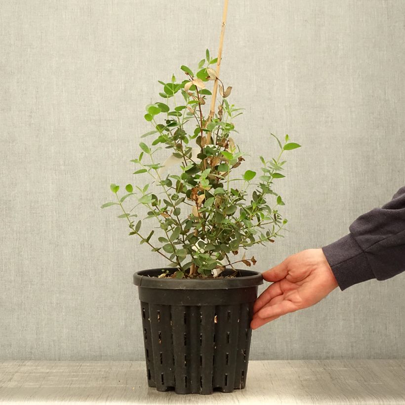 Eucalyptus johnstonii - Eucalipto Vaso da 4L/5LAltezza consegnata circa 40/60cm esemplare consegnato in primavera
