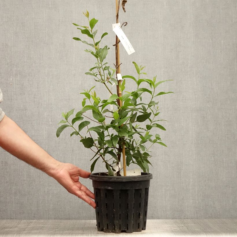 Esemplare di Eucalyptus kitsoniana - Eucalipto Vaso da 4L/5L consegnato in estate