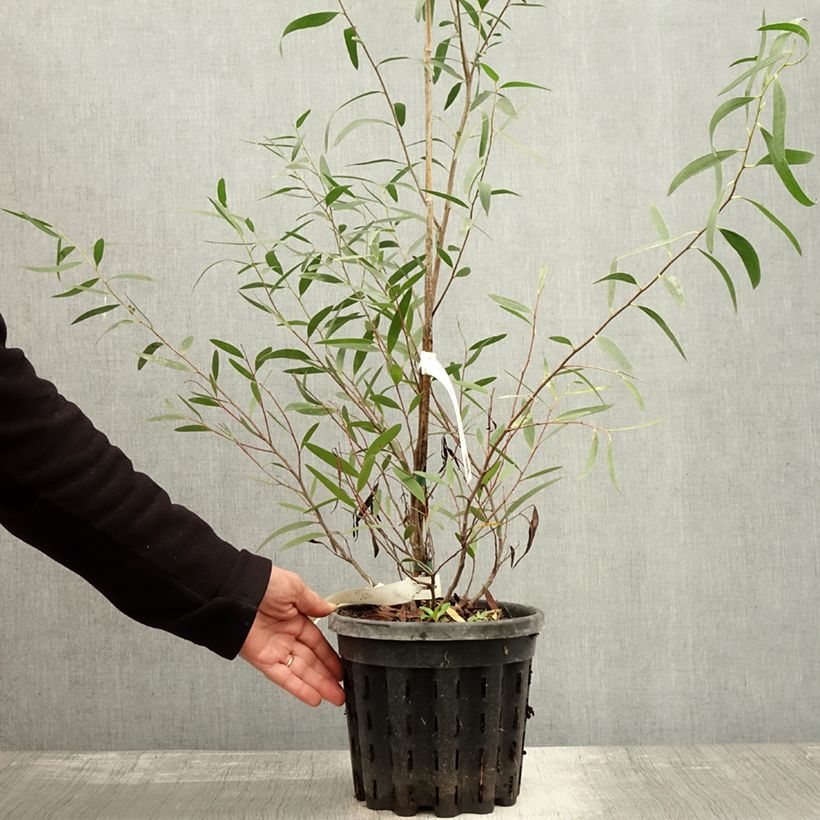 Esemplare di Eucalyptus kybeanensis - Eucalipto Vaso da 4L/5L come consegnato in autunno