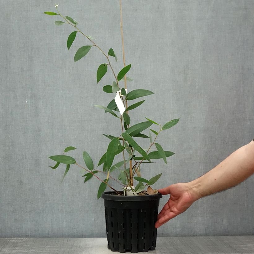 Esemplare di Eucalyptus lacrimans - Eucalipto Vaso da 4L/5L consegnato in estate