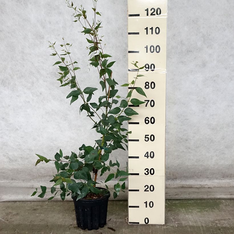 Esemplare di Eucalyptus leucoxylon Rosea - Eucalipto Vaso da 4L/5L come consegnato in autunno