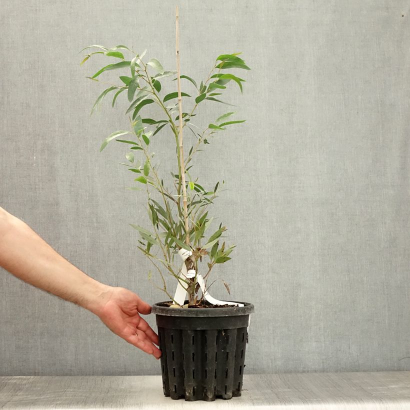 Esemplare di Eucalyptus mitchelliana - Eucalipto Vaso da 4L/5L consegnato in estate