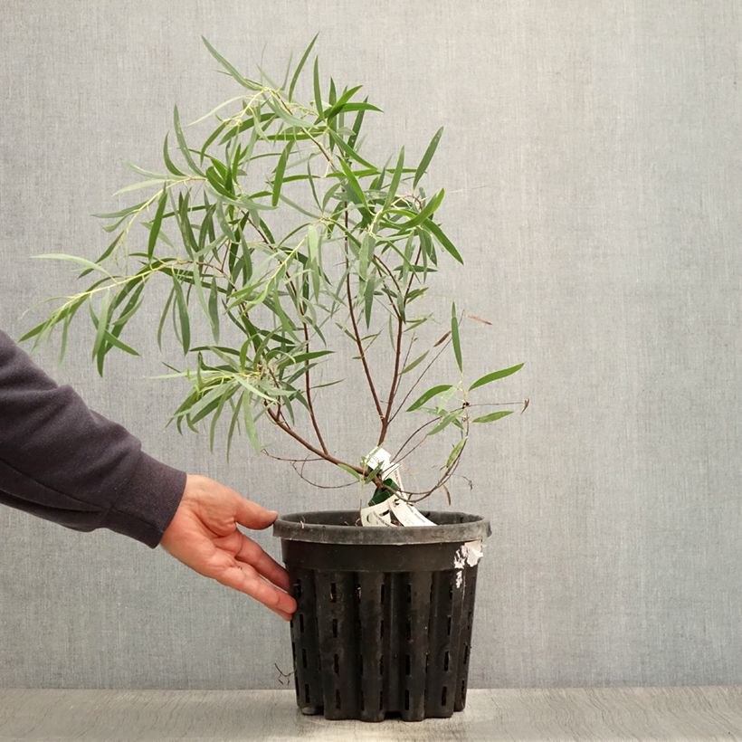 Esemplare di Eucalyptus moorei subsp. moorei - Eucalipto Vaso da 4L/5L consegnato in estate