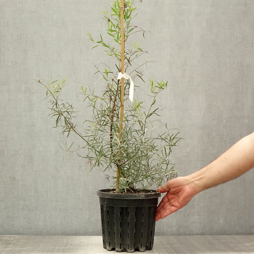 Esemplare di Eucalyptus nicholii - Eucalipto Vaso da 4L/5L consegnato in estate
