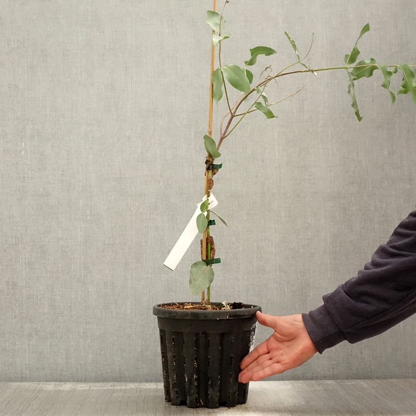 Esemplare di Eucalyptus nitens - Eucalipto Vaso da 4L/5L come consegnato in autunno