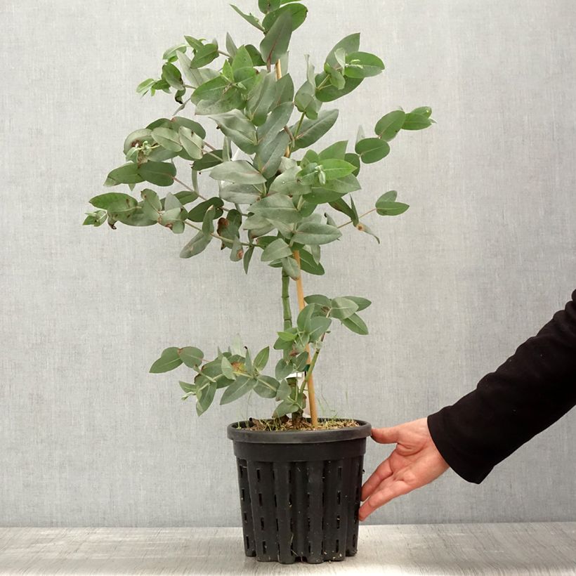 Eucalyptus nitens - Eucalipto Vaso da 4L/5LAltezza consegnata circa 40/60cm esemplare consegnato in primavera