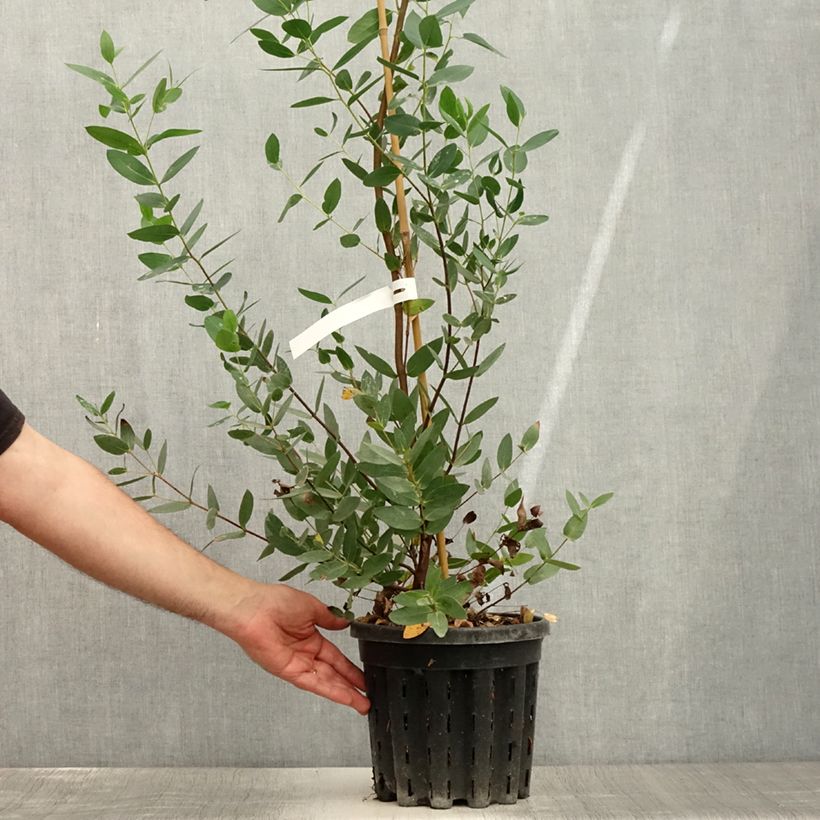 Esemplare di Eucalyptus nitida - Eucalipto Vaso da 4L/5L consegnato in estate