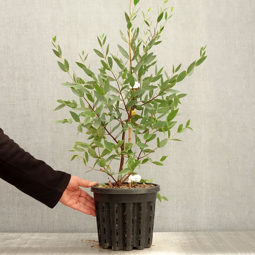 Eucalyptus nitida - Eucalipto Vaso da 4L/5LAltezza consegnata circa 40/60cm esemplare consegnato in primavera