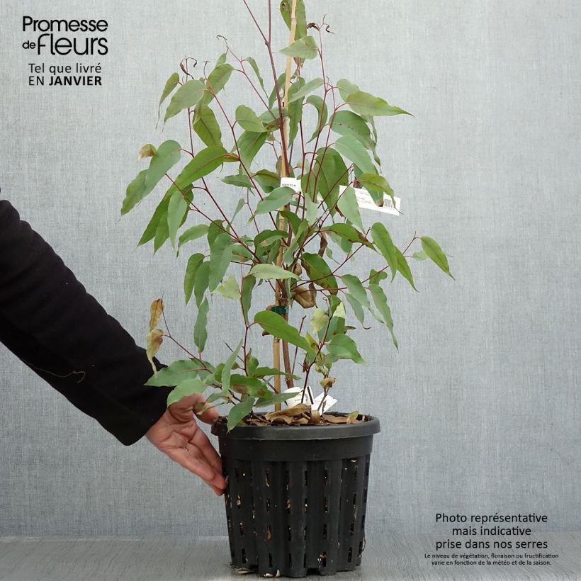 Eucalyptus obliqua - Eucalipto Vaso da 4L/5L esemplare consegnato in inverno