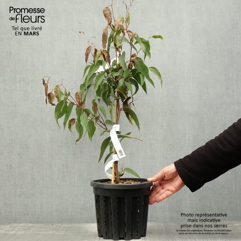 Eucalyptus obliqua - Eucalipto Vaso da 4L/5LAltezza consegnata circa 40/60cm esemplare consegnato in primavera