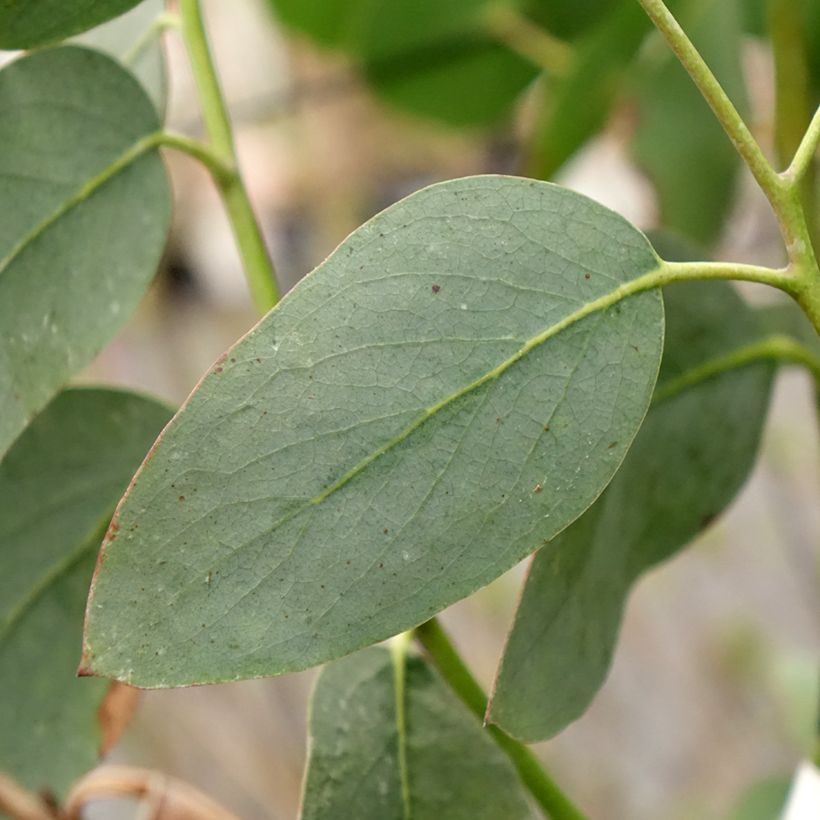 Eucalyptus pauciflora subsp. hedraia Falls Creek - Eucalipto (Fogliame)