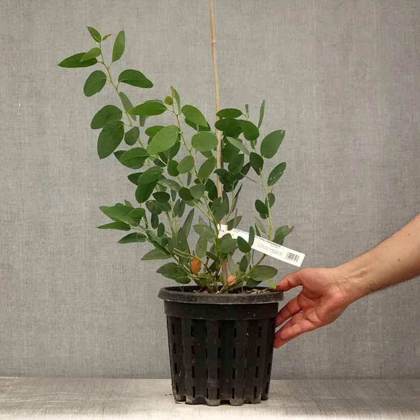 Esemplare di Eucalyptus pauciflora subsp. niphophila Mt Bogong - Eucalipto Vaso da 4L/5L consegnato in estate