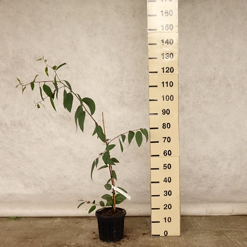 Esemplare di Eucalyptus pauciflora subsp. pauciflora Adaminaby - Eucalipto Vaso da 4L/5L consegnato in estate