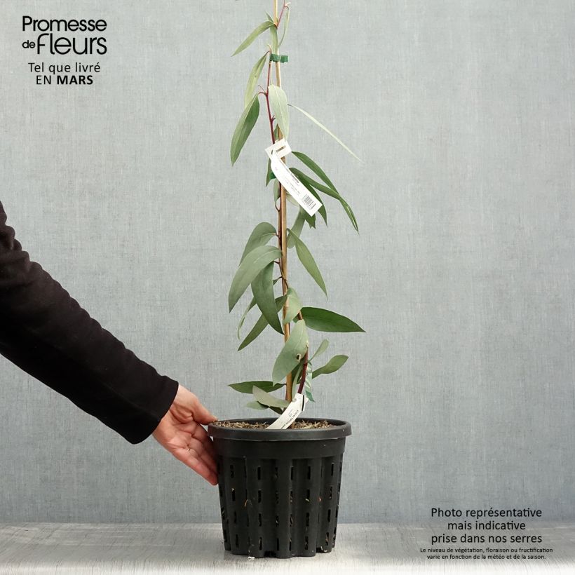 Eucalyptus pauciflora subsp. pauciflora Adaminaby - Eucalipto Vaso da 4L/5LAltezza consegnata circa 40/60cm esemplare consegnato in primavera