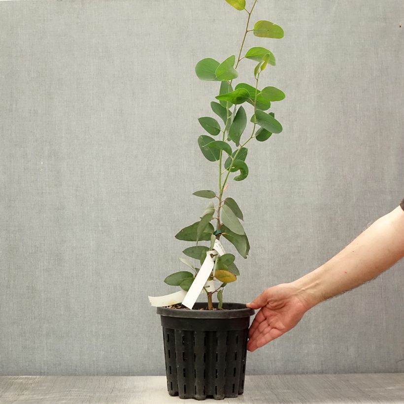 Esemplare di Eucalyptus pauciflora subsp. pauciflora Buffalo - Eucalipto Vaso da 4L/5LAltezza consegnata circa 60+cm consegnato in estate