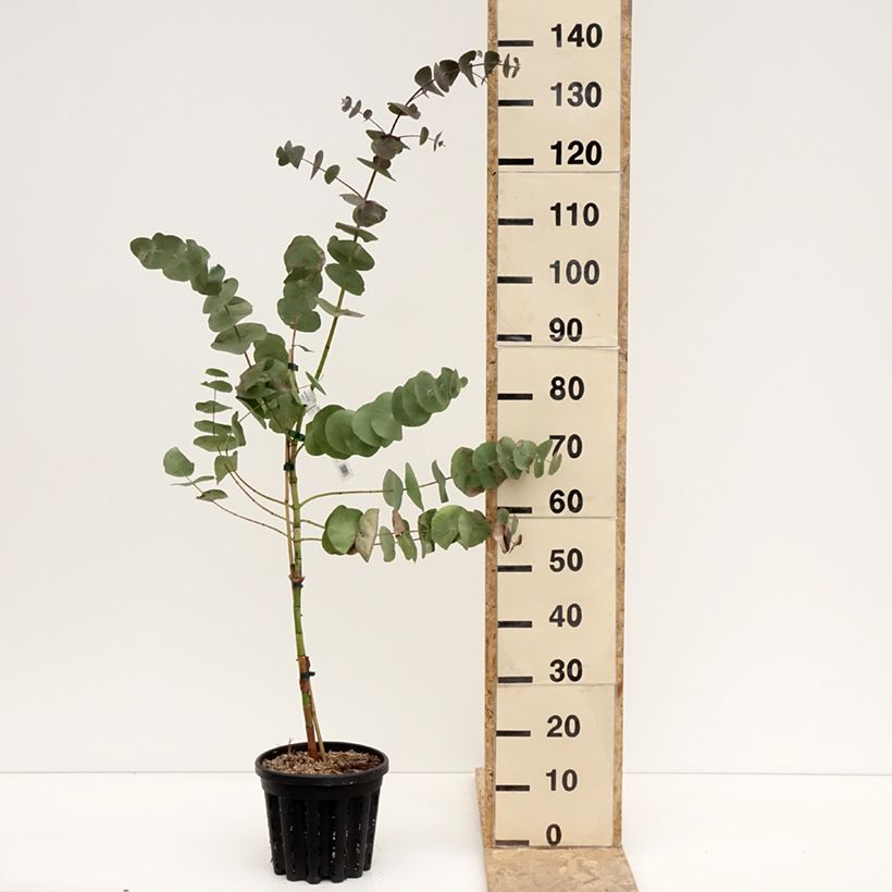 Eucalyptus perriniana - Eucalipto Vaso da 4L/5L esemplare consegnato in inverno
