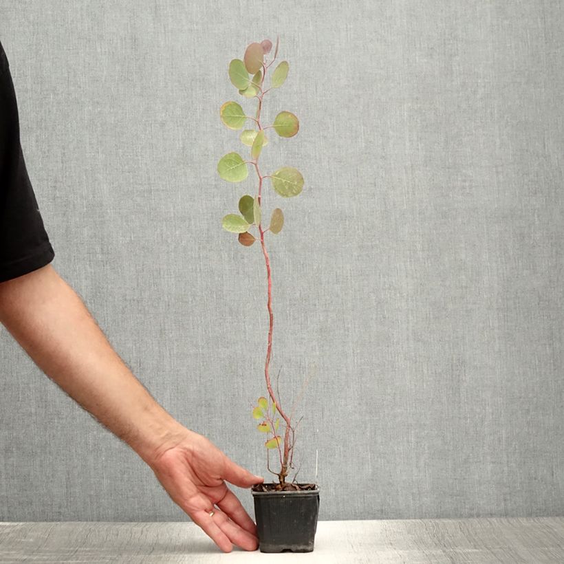 Esemplare di Eucalyptus polyanthemos - Eucalipto Vasetto da 8/9 cm consegnato in estate