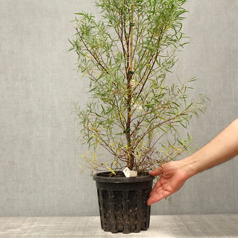 Esemplare di Eucalyptus pulchella - Eucalipto Vaso da 4L/5L consegnato in estate
