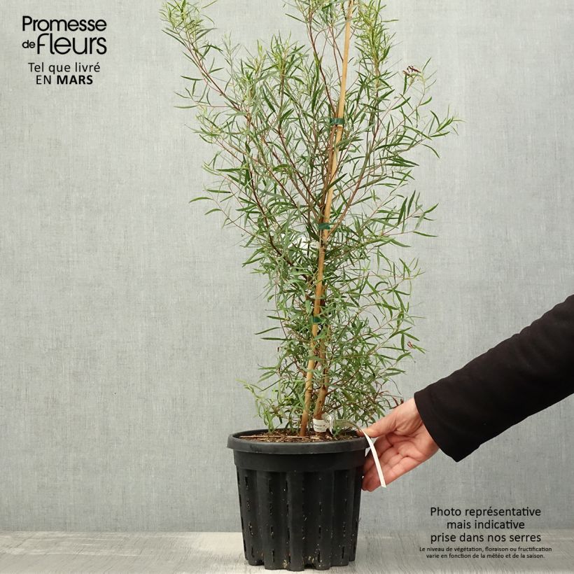 Eucalyptus pulchella - Eucalipto Vaso da 4L/5LAltezza consegnata circa 40/60cm esemplare consegnato in primavera