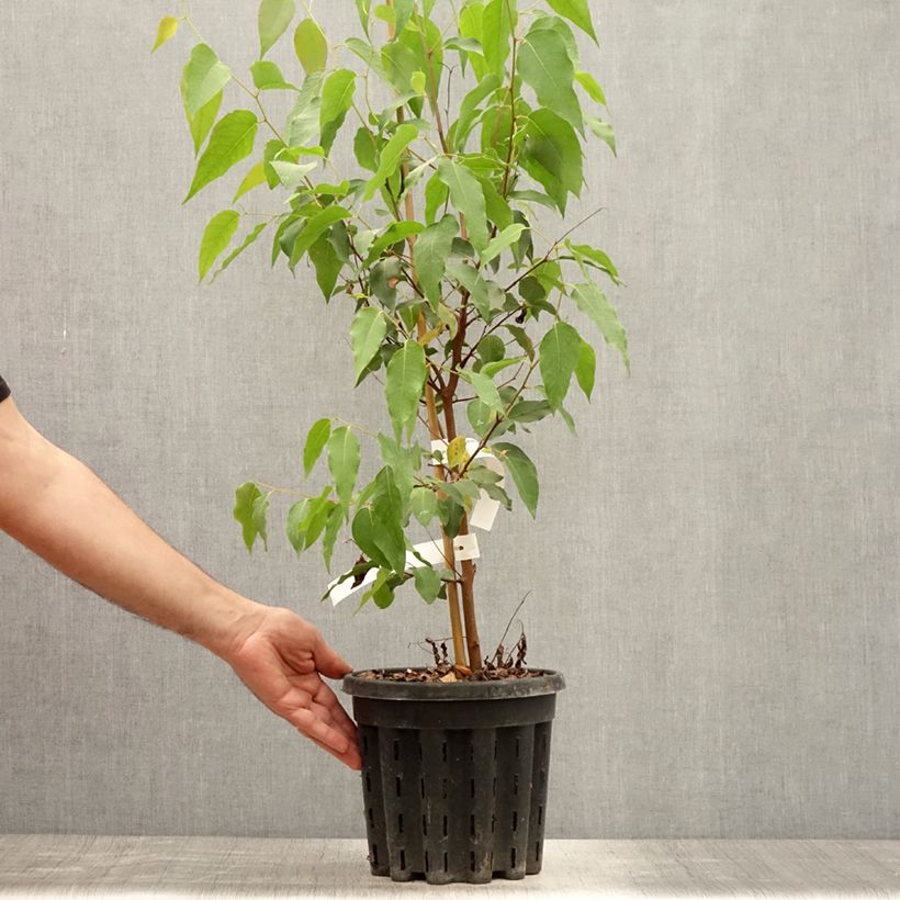 Esemplare di Eucalyptus regnans - Eucalipto australiano Vaso da 4L/5L consegnato in estate
