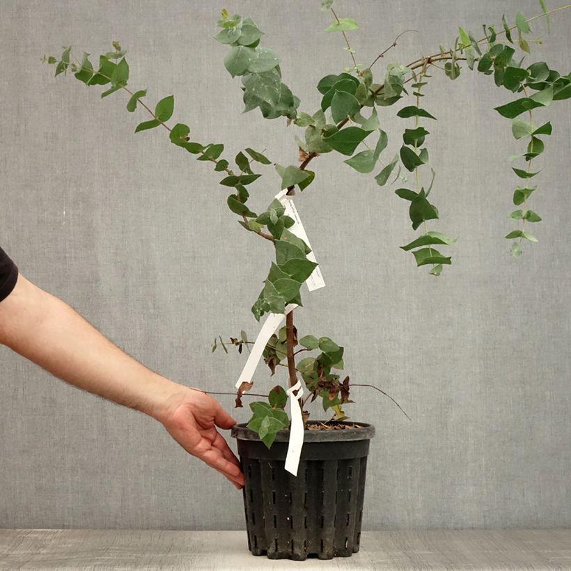 Esemplare di Eucalyptus risdonii - Eucalipto Vaso da 4L/5L consegnato in estate