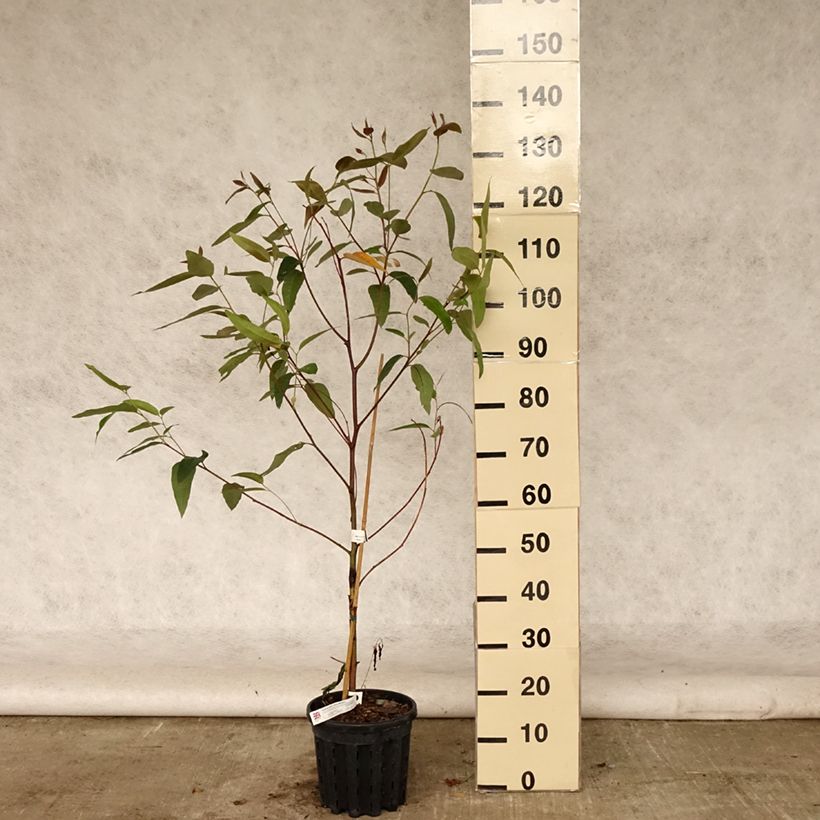 Esemplare di Eucalyptus robusta - Eucalipto robusto Vaso da 4L/5L consegnato in estate