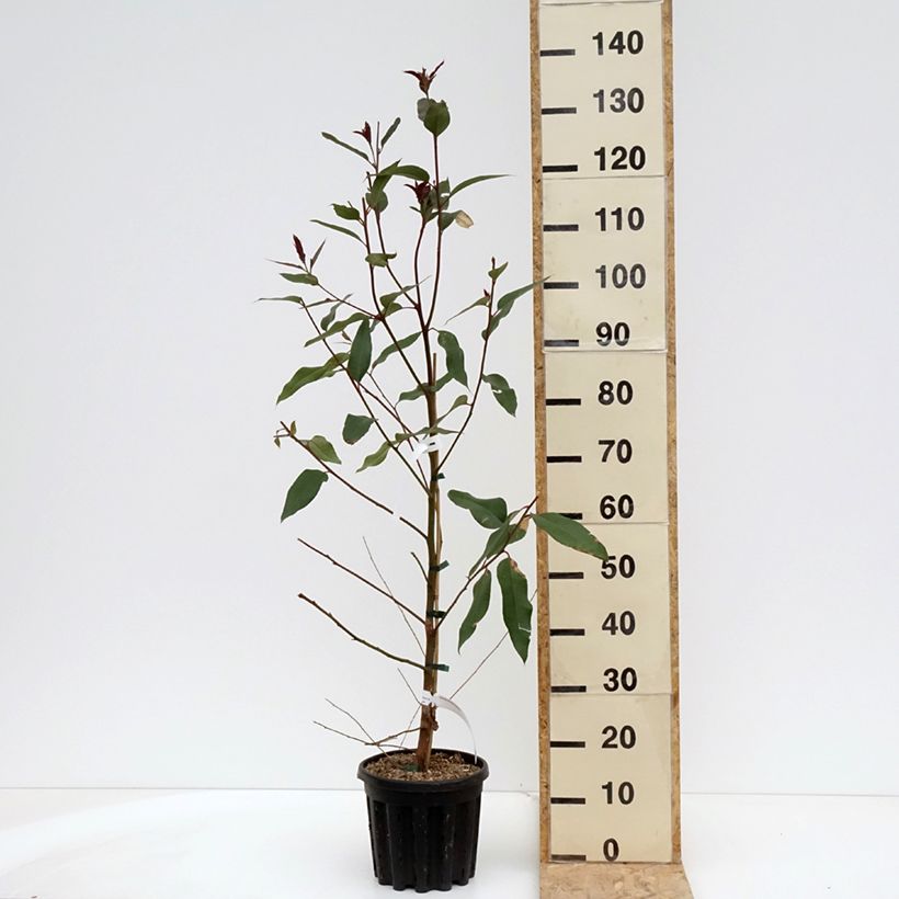 Eucalyptus robusta - Eucalipto robusto Vaso da 4L/5LAltezza consegnata circa 40/60cm esemplare consegnato in primavera