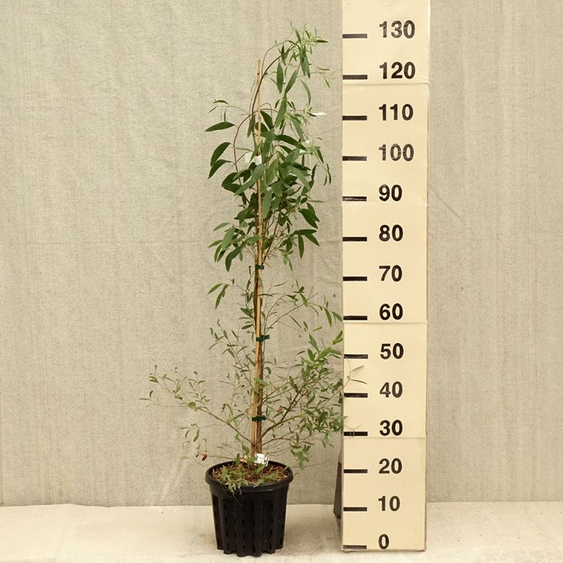 Esemplare di Eucalyptus rodwayi - Eucalipto Vaso da 4L/5L consegnato in estate