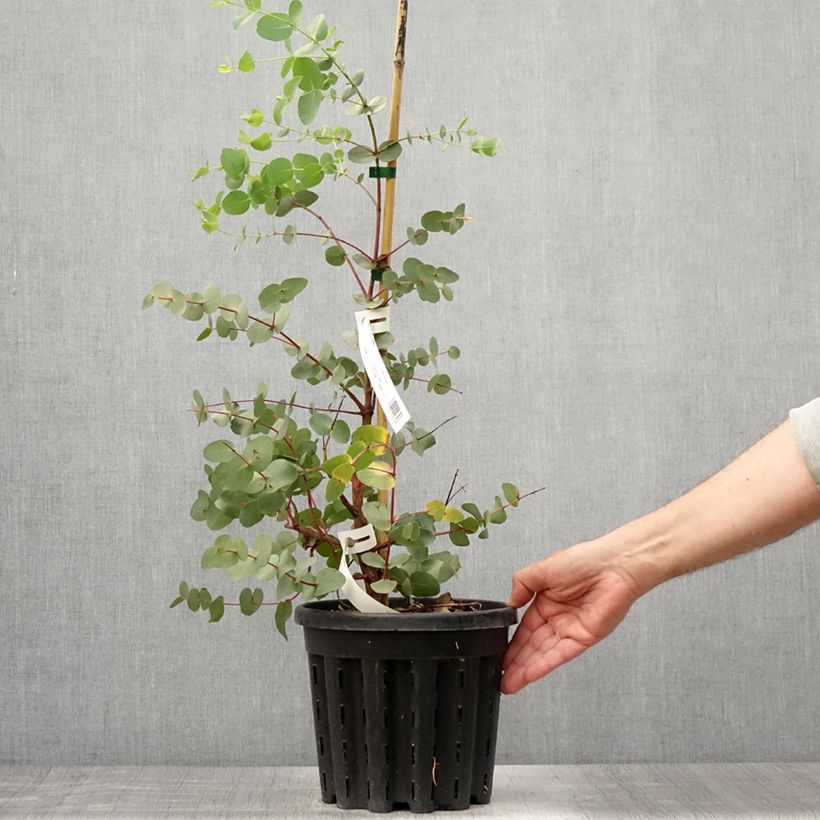 Esemplare di Eucalyptus rubida - Eucalipto Vaso da 4L/5L consegnato in estate