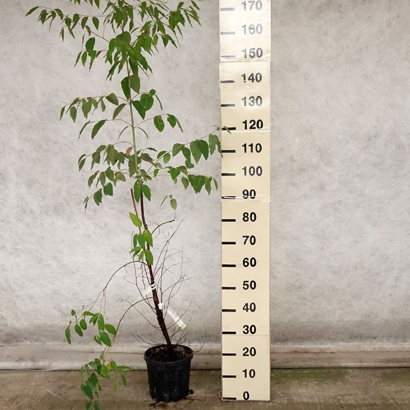 Esemplare di Eucalyptus saligna - Eucalipto Vaso da 4L/5L come consegnato in autunno